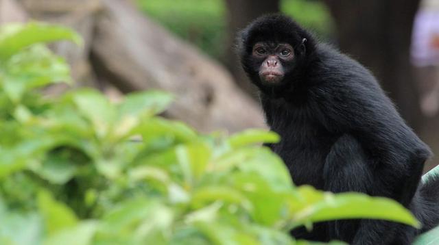 El cumpleaños del mono más longevo del Parque de las Leyendas - 3