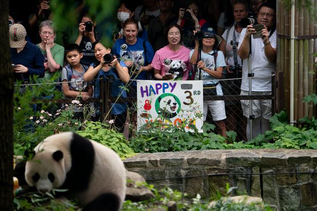Una osa panda nacida en Japón regresa a China para buscar novio