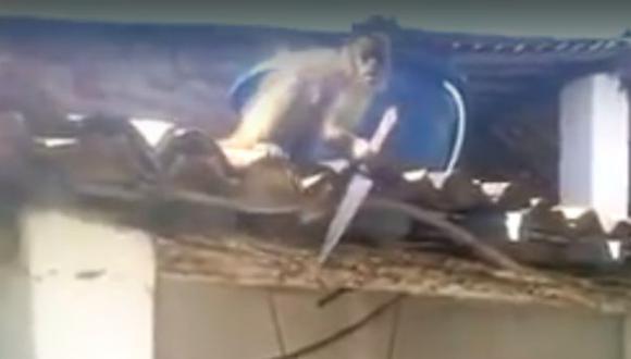 Mono armado causa pánico en un bar de Brasil [VIDEO]