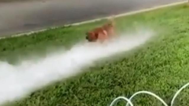En complicidad con sus dueños, este perro demostró que ama jugar con el agua y se convirtió en viral en un video de Facebook. (Foto: captura)