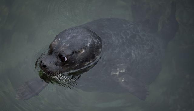 La odisea de reintegrar crías de focas a su hábitat natural - 2