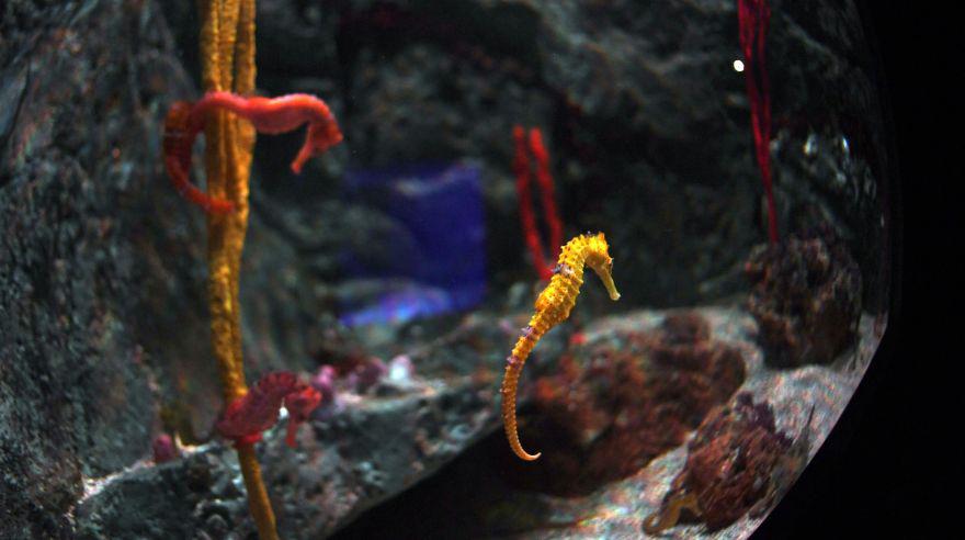 Brasil inaugura AquaRio, el acuario más grande de Sudamérica - 7