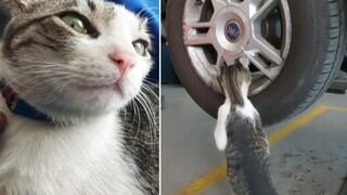 Conoce a Oliver, el gato brasileño rescatado que ahora “trabaja” como mecánico en el local de su dueño