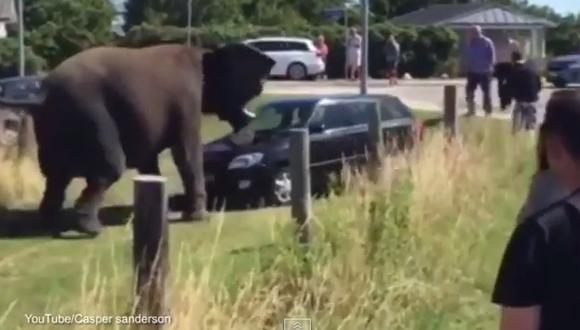 YouTube: Elefante se escapa del circo y destroza un auto