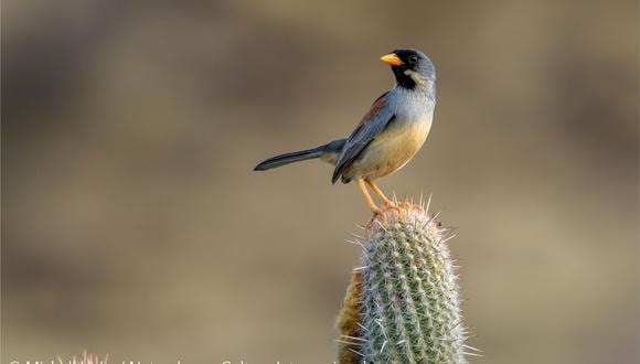 Ejemplar de incaspiza laeta que vive en los Bosques Secos del Marañón. (Foto: Michel León/Naturaleza y Cultura Internacional)