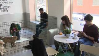 "Doger Café", la primera cafetería en Madrid donde se puede adoptar un perro | VIDEO