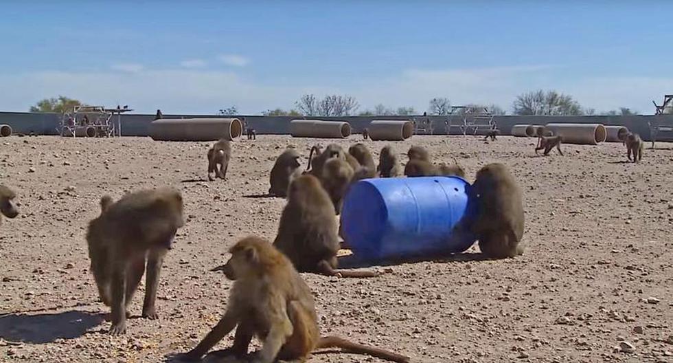 Los mandriles sorprendieron a los investigadores, que persiguieron a estos animales fuera del predio por varios minutos. (Foto: captura de YouTube)