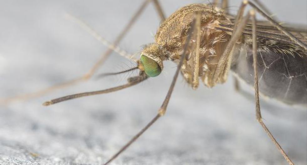 Este representa un gran paso en el diagnóstico y la cura del zika, según el estudio realizado por la Universidad de Washington en San Louis. (Foto: Getty Images)