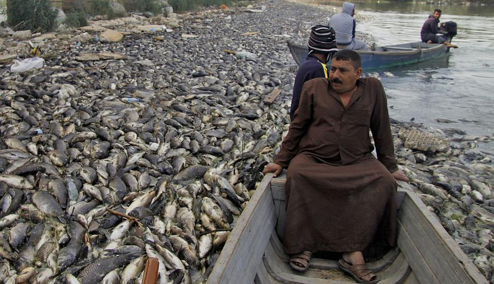 Peces muertos en el río Eufrates
