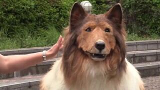 “Desde niño, tenía ganas de un cambio”: Toco, el japonés que cumplió su sueño de convertirse en perro