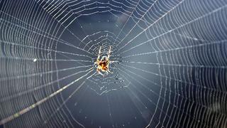 Arañas controlan la tensión de su tela para identificar presas