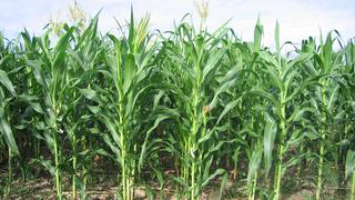 Cultivos de maíz amarillo aumentaron en 2,1 % durante los primeros meses de la campaña agrícola