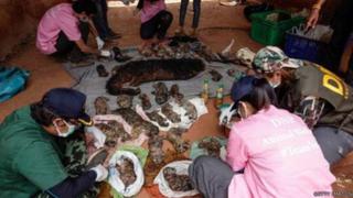 Hallan 40 cachorros de tigre muertos en popular templo budista