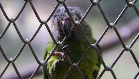 Las aves exóticas son, de acuerdo con Serfor, los animales más afectados por el tráfico de fauna silvestre en el Perú. Los venden como mascotas en el mercado nacional e internacional | Foto: Referencial El Comercio