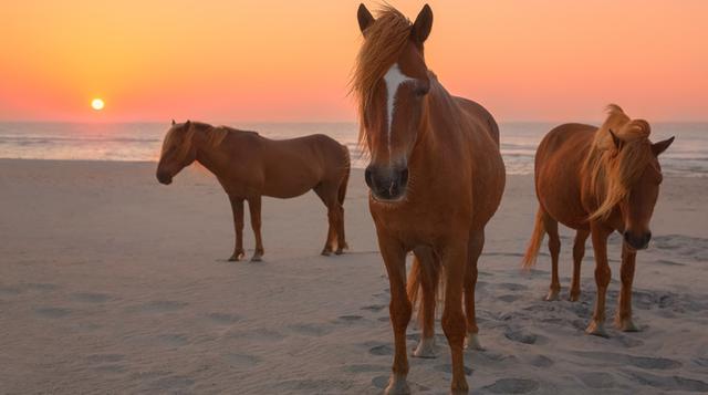 En la isla Assateague podrás ver pasear a caballos salvajes - 1