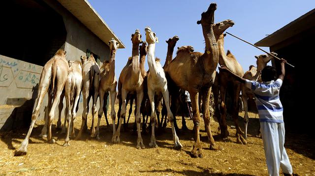 Así es la vida en un mercado de camellos en Egipto - 12