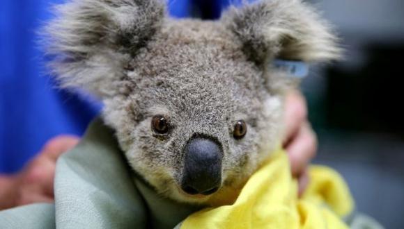 Los incendios han sido particularmente trágicos para los koalas. (Foto: Getty Images, via BBC Mundo)