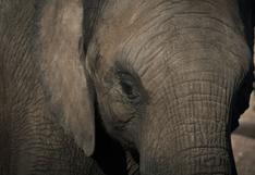Zoológico indemnizará a visitante que recibió una pedrada de elefante