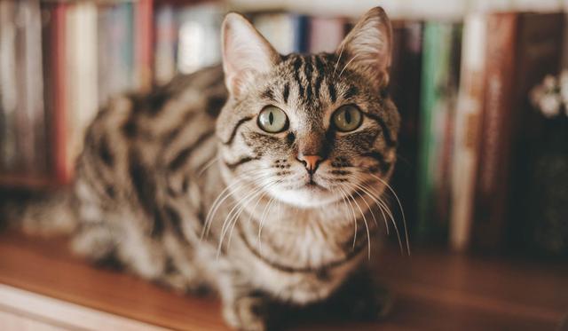 El video del gato puede tener muchas más reproducciones dentro de poco. (Foto referencial: Pixabay)
