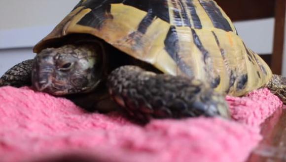 YouTube: tortuga es congelada por cuatro meses y sobrevive