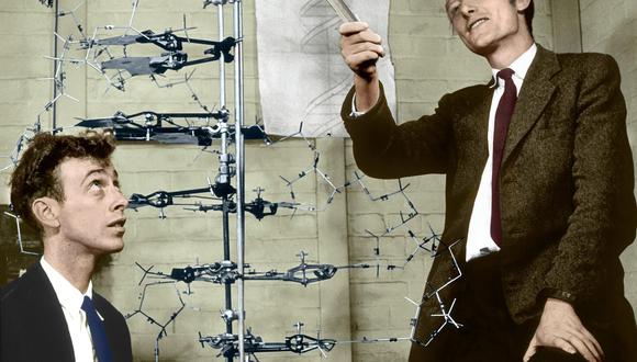 James Watson (I) y Francis Crick (D) y su modelo de parte de una molécula de ADN. (Foto de SCIENCE PHOTO LIBRARY)