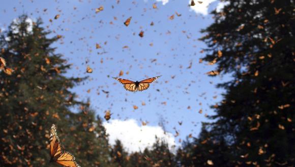 Cient&iacute;ficos brit&aacute;nicos midieron por primera vez los movimientos anuales de insectos que vuelan a gran altura, llevados por los vientos. (Foto: Reuters)