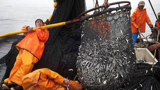 Scotiabank: Producción de harina de pescado crecerá 7% este año