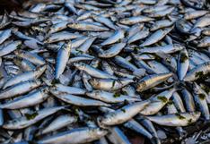El mundo dedica más fósforo a producir pescado del que obtiene con la pesca