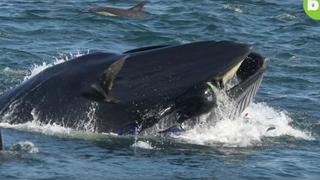 El momento en que un buzo es tragado por una inmensa ballena | VIDEO