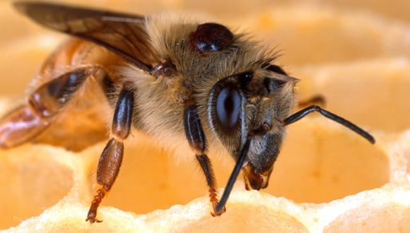 Las abejas se mudan a las ciudades, según un estudio