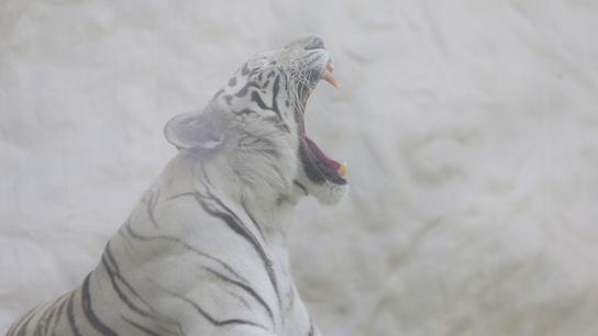 Tigre blanco (foto: César Bueno).