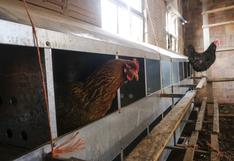 EE.UU.: detectan gripe aviar en aguas residuales de Houston, sin reporte de casos humanos