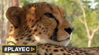 Namibia: la larga lucha por los guepardos en peligro [VIDEO]