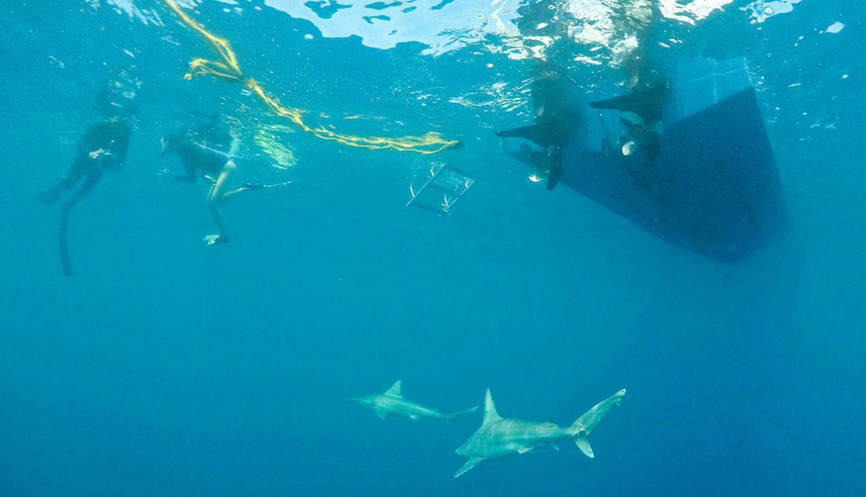 Haleiwa, Hawái. La posibilidad de nadar rodeado de tiburones es uno de los tours más populares de este bello lugar de Hawái. Muchos turistas amantes de la adrenalina se animan a bucear junto a los llamados tiburones trozo, bajo la supervisión de un instructor. Además de disfrutar del mar, los visitantes tienen una vista privilegiada de estos temidos animales. (Foto: Reuters)