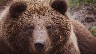 Mujer vive el verdadero terror al encontrarse con oso grizzli que la miraba fijamente