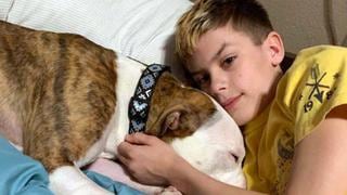 Niño de 10 años y pitbull sin hogar son adoptados el mismo día