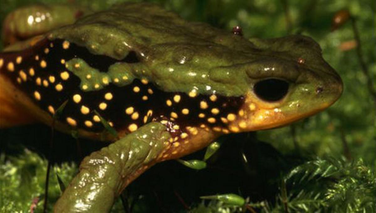 Sapo peruano integra lista de especies en peligro de extinción