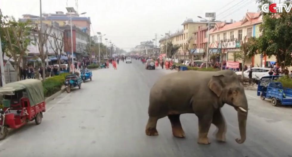Elefante generó alarma entre los habitantes de Yunnan, provincia en el suroeste de China. (Foto: Captura)