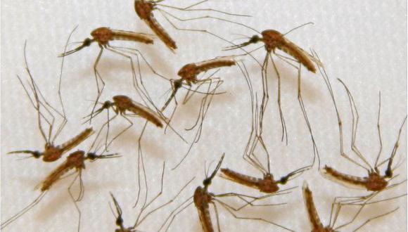 Plasmodium falciparum, un protozoo que llega a los humanos gracias a la picadura de mosquitos infectados del tipo Anopheles, es responsable de la mitad de los casos de paludismo de todo el mundo, (Foto: AFP)