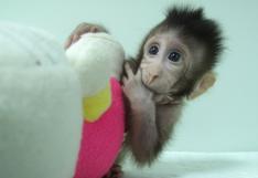 Los primeros monos clonados con la técnica de Dolly [VIDEO]