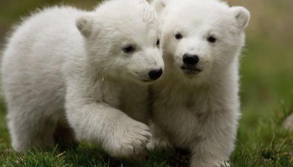 En 40 años la población de osos polares se reduciría en un 30%