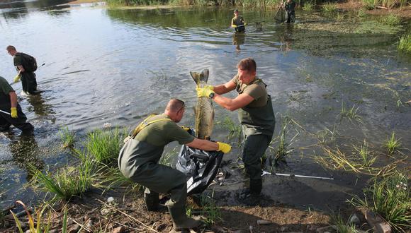 Soldados y bomberos retiran peces muertos del río Oder cerca de Slubice, en el oeste de Polonia, el 12 de agosto de 2022. El Ministerio de Defensa de Polonia desplegó 150 soldados WOT para operaciones en la sección Lubuskie del río. (Foto: EFE/EPA/Lech Muszynski)