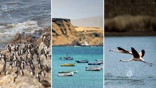 Reserva Natural de Paracas: 47 años albergando y protegiendo la riqueza natural