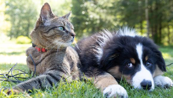 Los gatos y perros también pueden infectarse de coronavirus. (Foto: Unsplash)