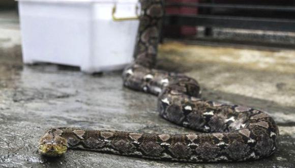 El animal encontrado junto a la mujer era una pitón reticulada, considerada la serpiente más larga del mundo. (Foto de archivo: Getty Imagen)