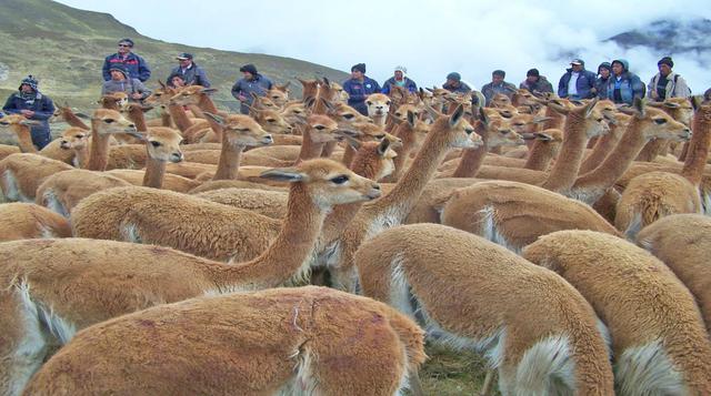 Estas vicuñas son la nueva atracción de Junín [Fotos] - 1