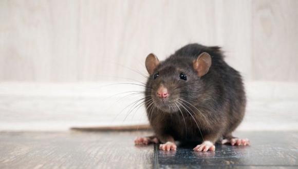 La pandemia está haciendo que las ratas cambien de comportamiento. (Foto: Getty)