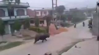 Facebook: rinoceronte salvaje causa la muerte de mujer en Nepal