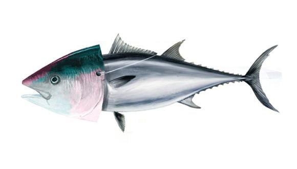 Se revela que el 43% del pescado que se vende en restaurantes y supermercados no corresponde a la especie ofrecida. (El Comercio)