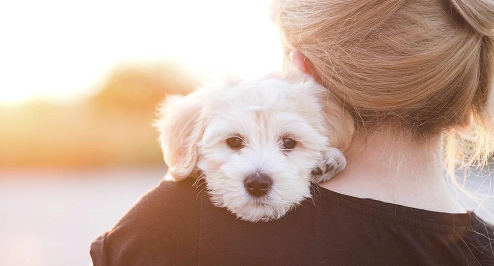 Adoptar una mascota es una gran responsabilidad. (Foto: IStock)